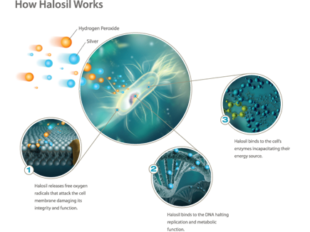 How Halosil Works - formula-2